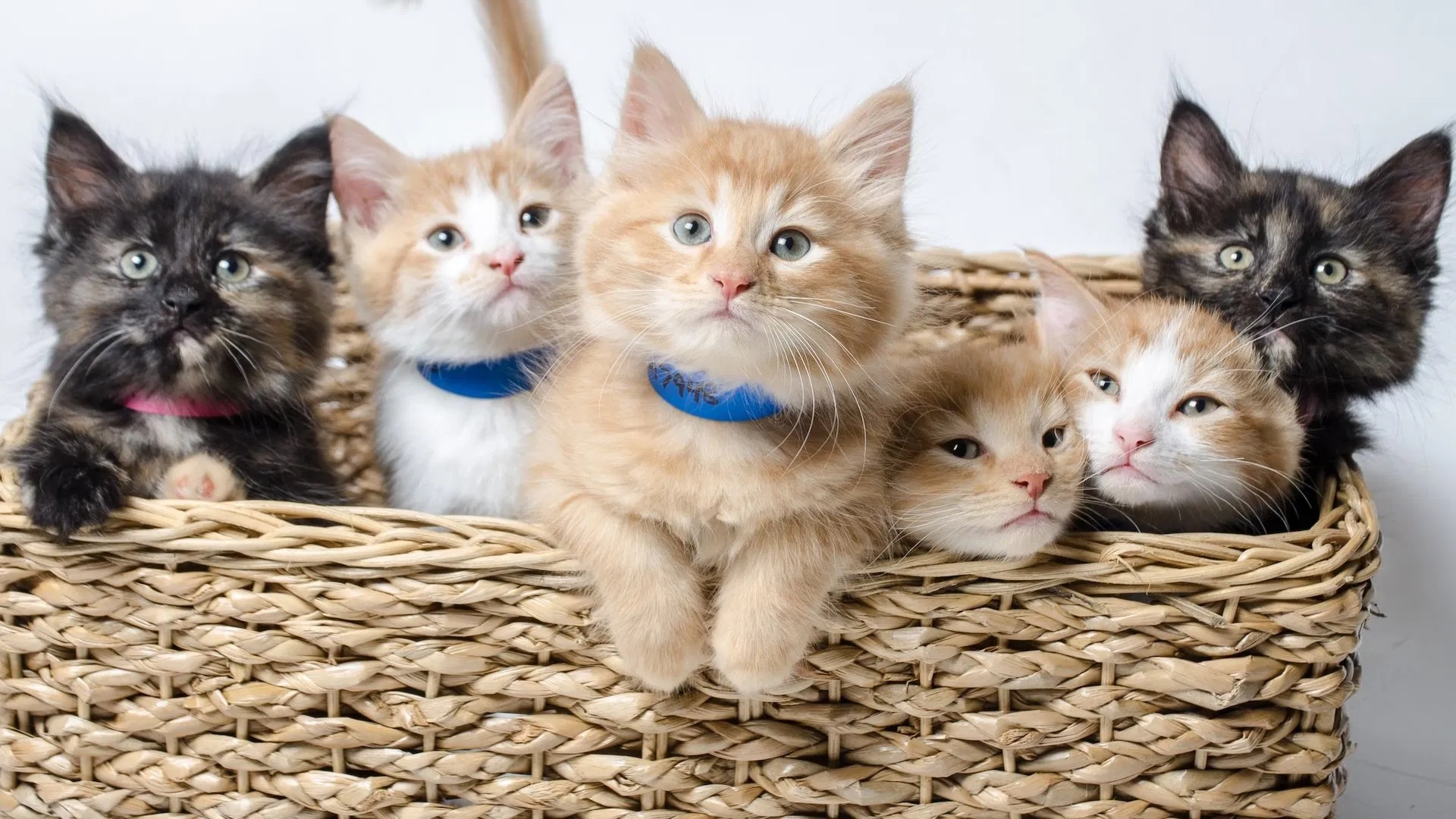 Season 3